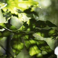 background with leaves